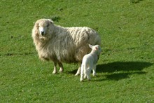Sheep - No 03