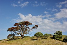 Pohutukawa tree - No 04